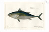 Atlantic bluefin tuna by François Jacques Dequevauviller