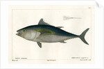 Atlantic bluefin tuna by François Jacques Dequevauviller