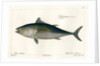 Atlantic bluefin tuna by François Jacques Dequevauviller