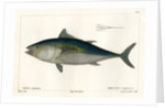 Atlantic bluefin tuna by François Jacques Dequevauviller