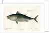 Atlantic bluefin tuna by François Jacques Dequevauviller