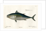 Atlantic bluefin tuna by François Jacques Dequevauviller