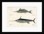 Swordfish by François Jacques Dequevauviller