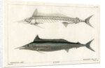 Mediterranean spearfish by François