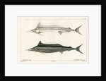 Mediterranean spearfish by François