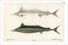 Mediterranean spearfish by François