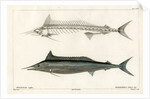 Mediterranean spearfish by François