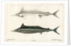 Mediterranean spearfish by François