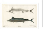 Mediterranean spearfish by François