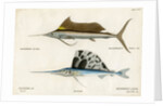 Sailfishes by François