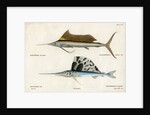 Sailfishes by François