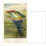 ‘The Portuguese Man of War’ by Unknown