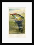 'The Portuguese Man of War' by unknown