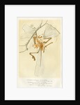 'Archaeopteryx' by unknown
