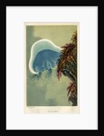 'The Blue Cyanaea' by unknown