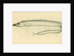 Silver scabbardfish by Edward Mitchell