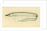 Silver scabbardfish by Edward Mitchell