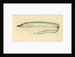 Silver scabbardfish by Edward Mitchell