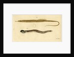 Snake pipefish and Pearlfish by Edward Mitchell