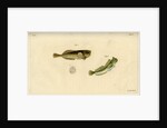 Montagu's seasnail and Montagu's blenny by Edward Mitchell