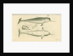 Narwhal by Edward Mitchell