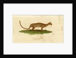 Jaguarundi by W & D Lizars
