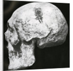 Robert the Bruce’s skull by Unknown