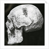 Robert the Bruce’s skull by Unknown