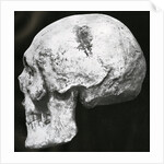 Robert the Bruce’s skull by Unknown