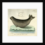 Bearded seal by Johann Friedrich Schröter