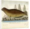 Bearded seal by Johann Friedrich Schröter