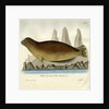 Bearded seal by Johann Friedrich Schröter