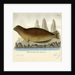Bearded seal by Johann Friedrich Schröter