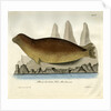 Bearded seal by Johann Friedrich Schröter