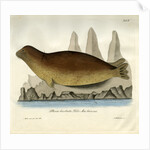 Bearded seal by Johann Friedrich Schröter