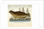 Bearded seal by Johann Friedrich Schröter
