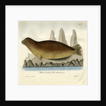 Bearded seal by Johann Friedrich Schröter