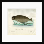 Bearded seal by Johann Friedrich Schröter