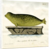 Harbour seal by Johann Friedrich Schröter