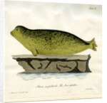 Harbour seal by Johann Friedrich Schröter