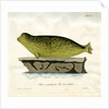 Harbour seal by Johann Friedrich Schröter