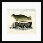 Eastern Atlantic Harbour seal by Johann Friedrich Schröter