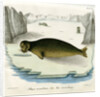 Ringed seal by Johann Friedrich Schröter