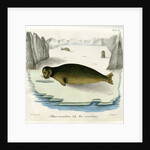 Ringed seal by Johann Friedrich Schröter