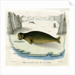 Ringed seal by Johann Friedrich Schröter