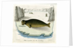 Ringed seal by Johann Friedrich Schröter