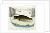 Ringed seal by Johann Friedrich Schröter