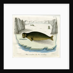 Ringed seal by Johann Friedrich Schröter