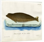 Harp seal by Johann Friedrich Schröter