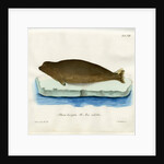 Harp seal by Johann Friedrich Schröter